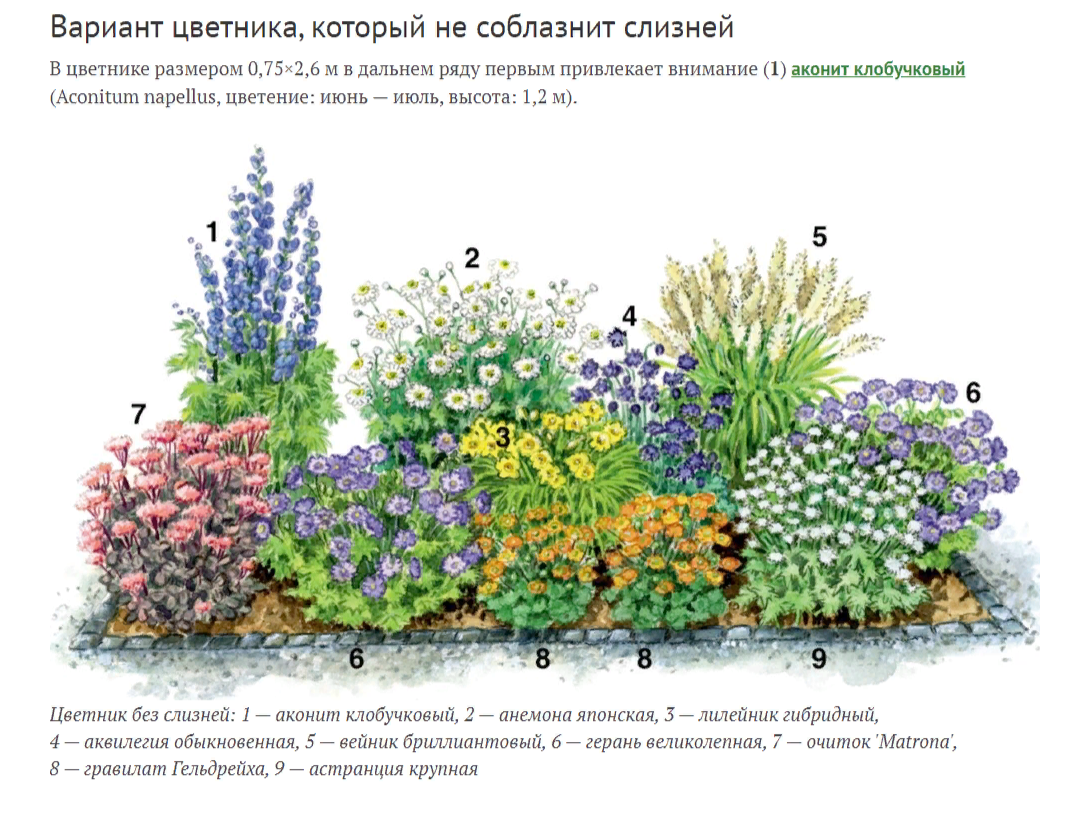Небольшой список цветочных культур, способных отпугнуть слизней от их любимых растений!