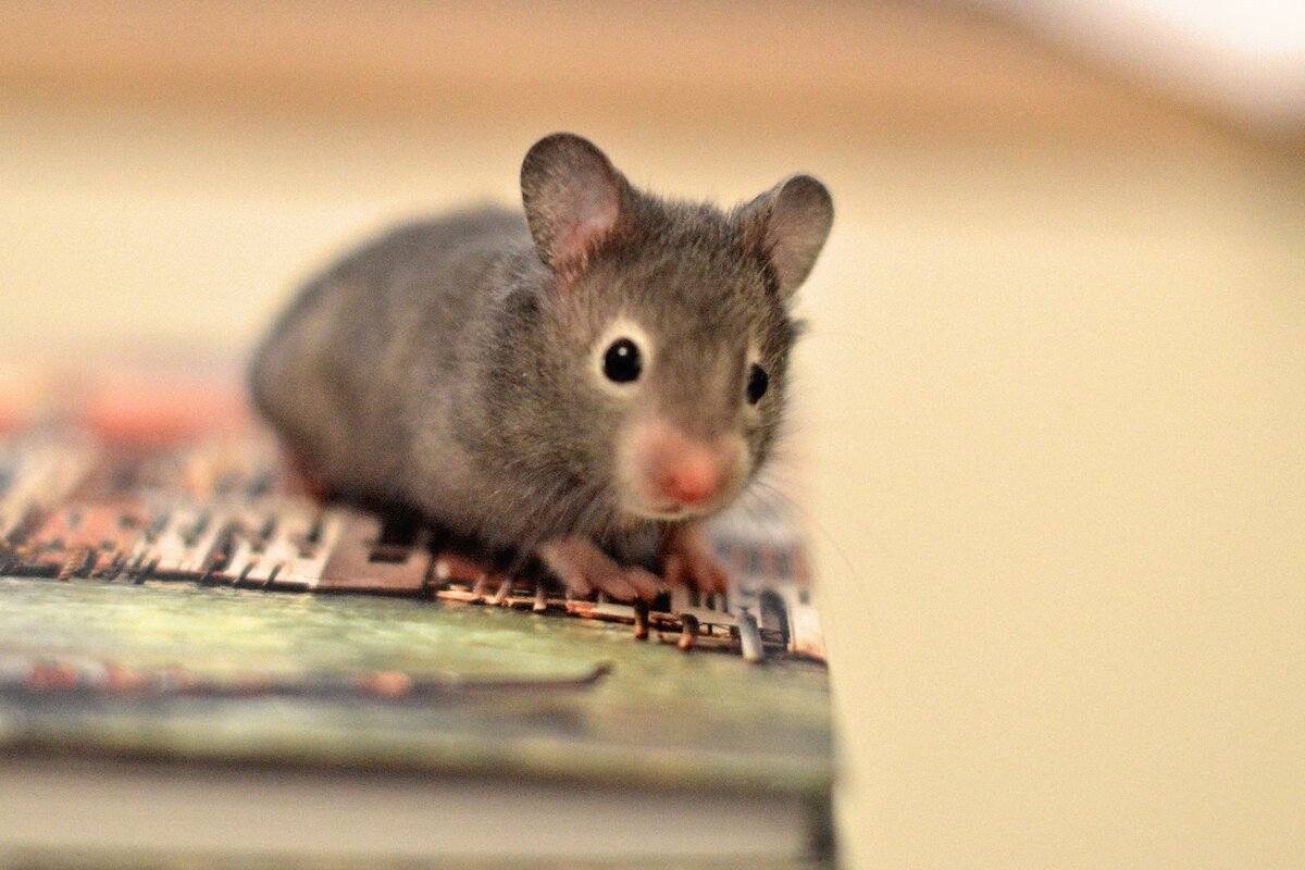     Как поймать сбежавшего хомяка