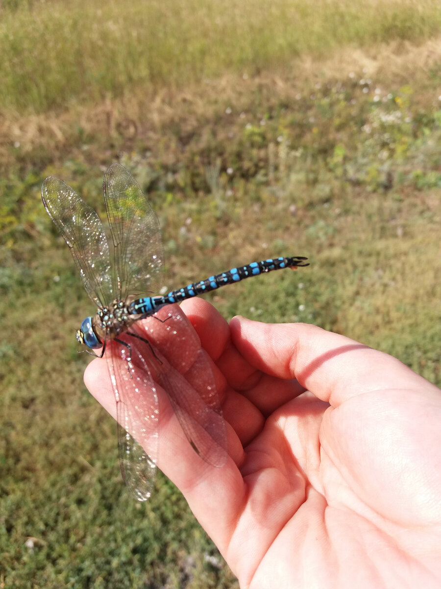 Моя красивая и молчаливая подруга ближайшие пару часов. 😁 Фото автора