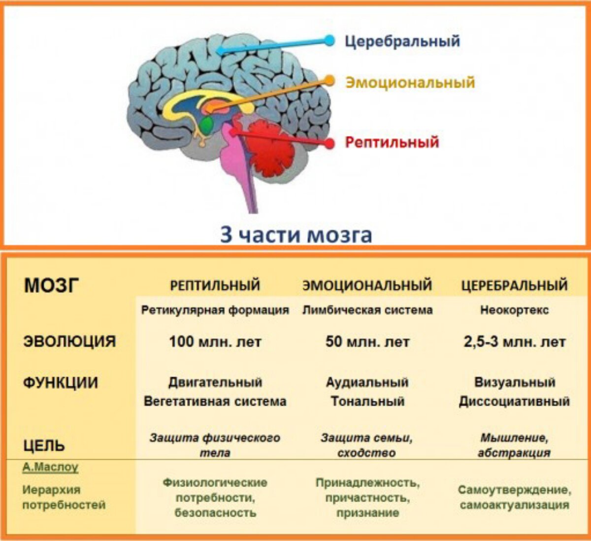 Самый древний отдел мозга. Рептильный мозг и лимбическая система. Отделы мозга рептильный мозг. Рептильный мозг и неокортекс. Строение мозга неокортекс.