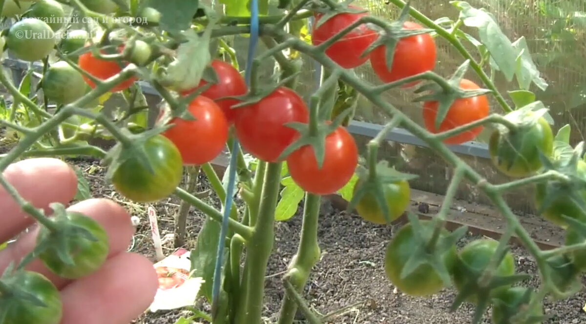 Сегодня мы разберём сорта и гибриды высокорослых томатов, которые высаживали в этом году.-8