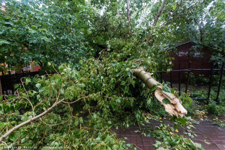    Фото: Дмитрий Кандинский / vtomske.ru