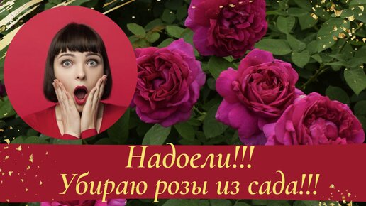 Галина баскакова розы фото