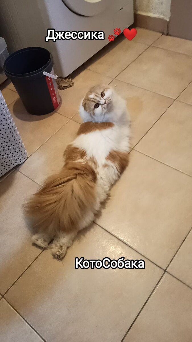 Фото снято автором канала КотоСобака