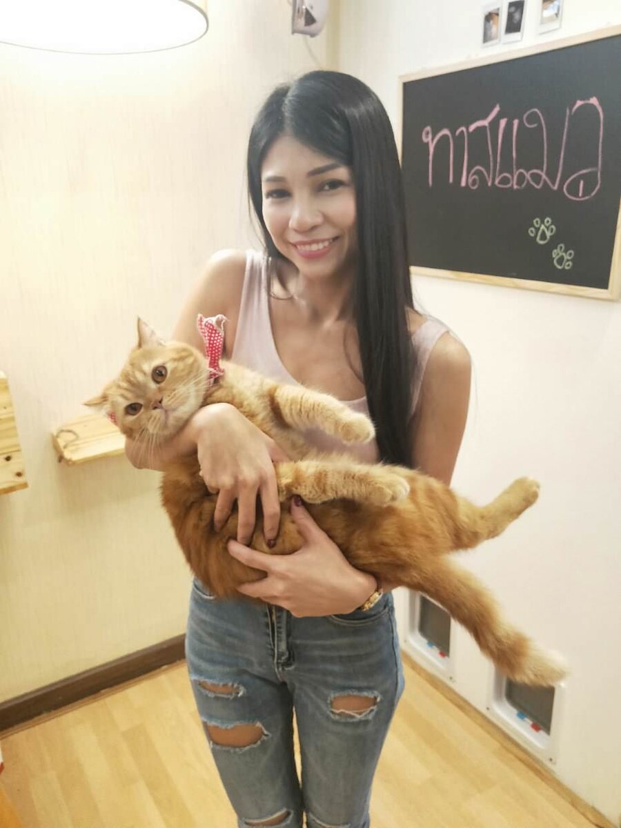 Точно тайка, говорю. И точно кошка. Хотя, скорее, кот... Там же вот написано....