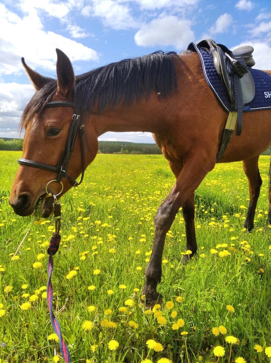 Примерно так выглядит счастливая лошадиная пенсия: чуть-чуть поработать - а потом пастись и отдыхать! Фото автора
