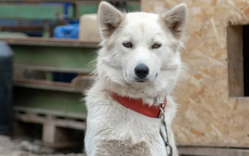    Фото: «Волшебные псы»