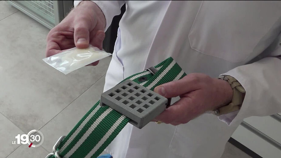 Швейцарские учёные разработали ошейник с феромонами, отпугивающий волков