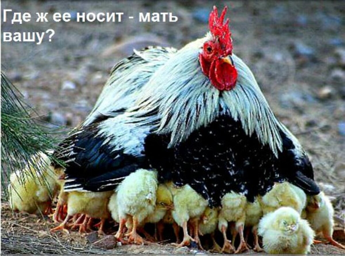 Культурный петух