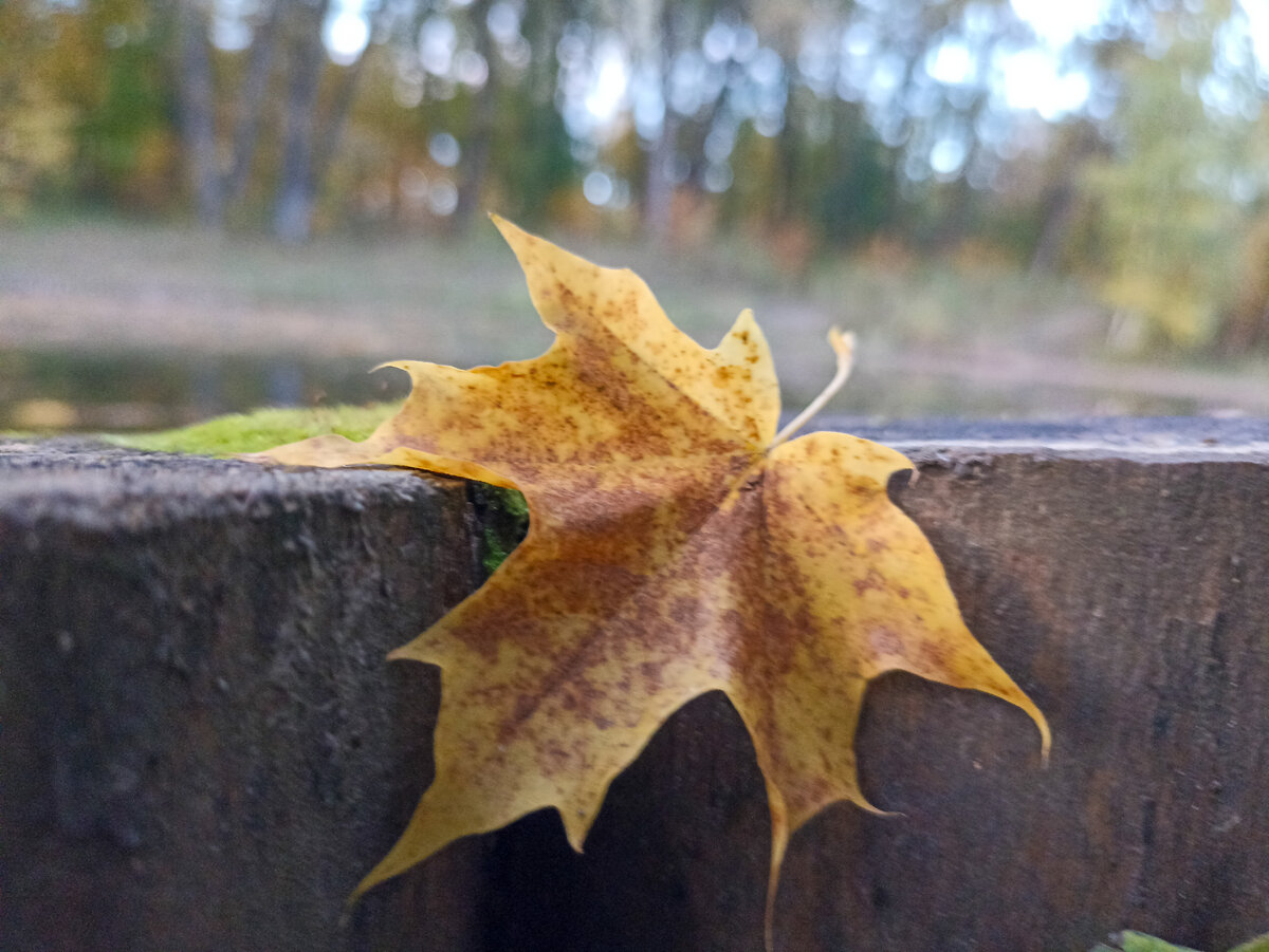 осень листья фото реальные