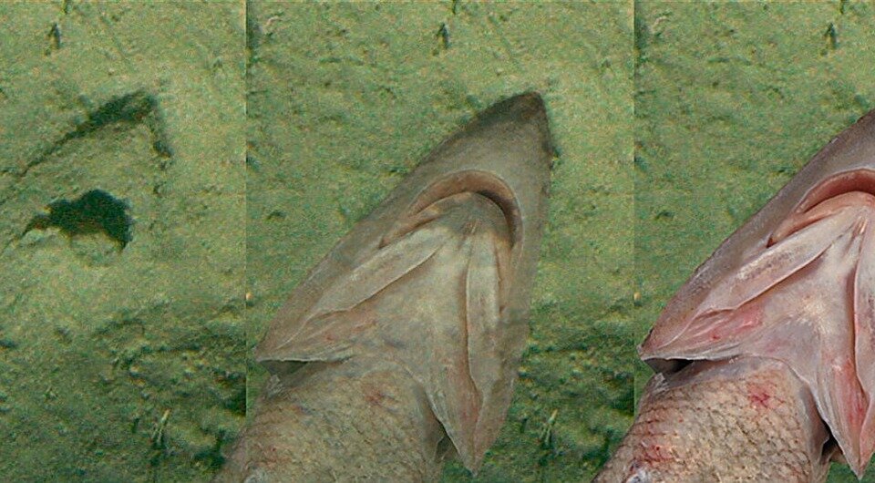   Darren W. Stevens et al. / Deep-Sea Research Part I, 2023
