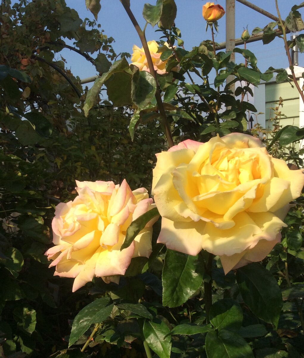 Королева крымских роз - цветущая Глория Дей 