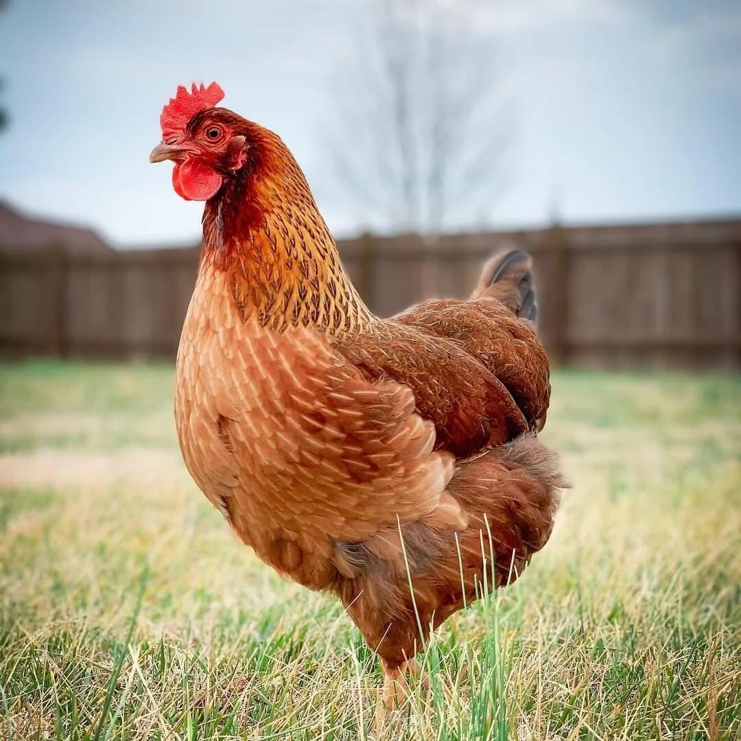 Курица из интернета. Зато красивая.