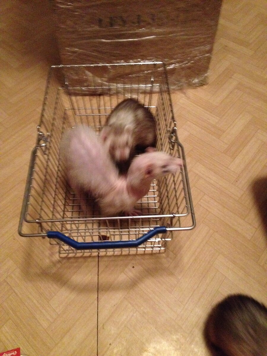 Почти лысый ураган