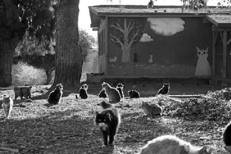 изображение взято с http://bezostanovki.ru и http://www.cathouseonthekings.com