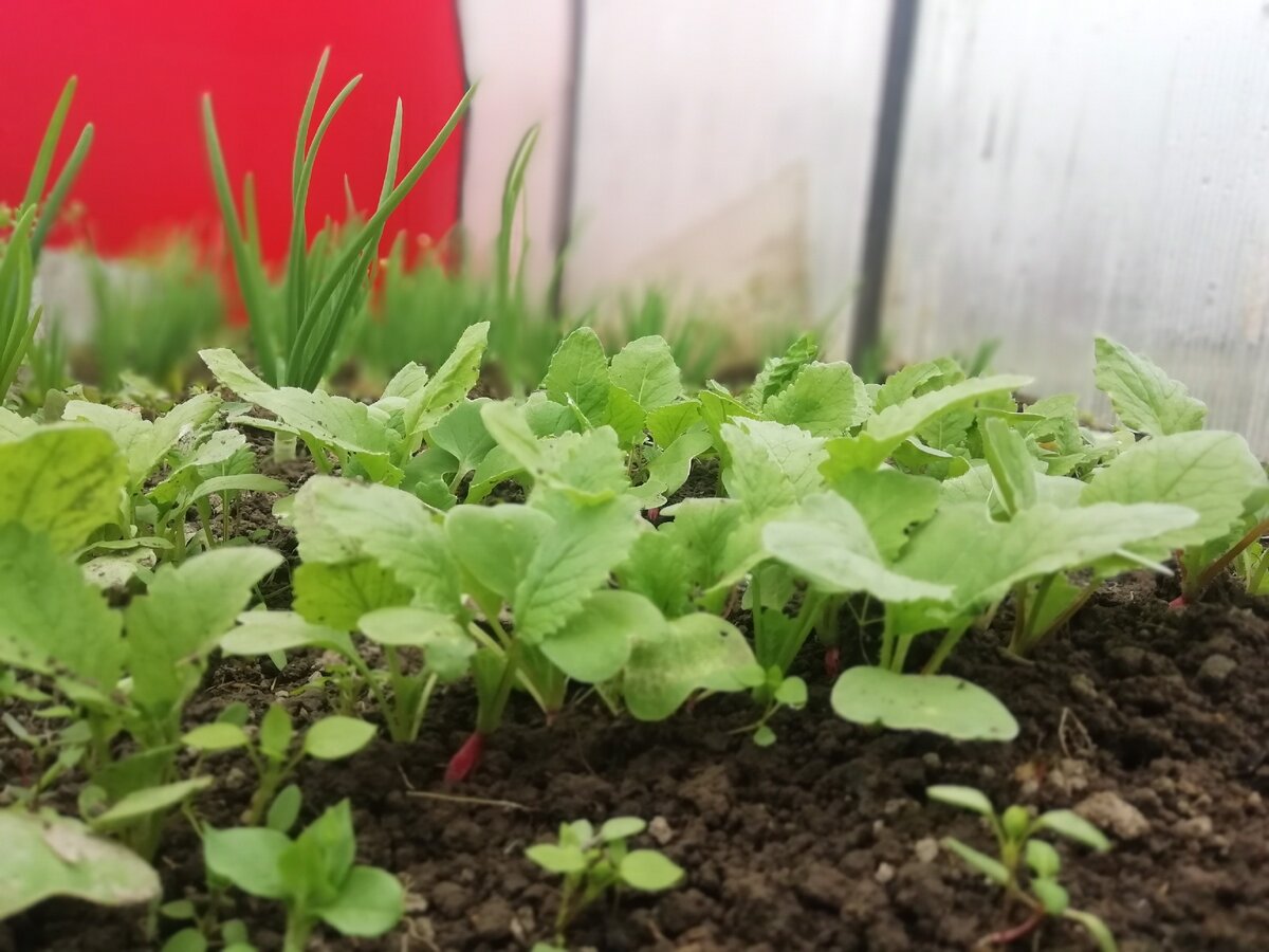 Ты посмотри какой редис,
Головка розовая – вниз,
Верху – зелёненький пучок,
Он не высок, чуть на бочок.