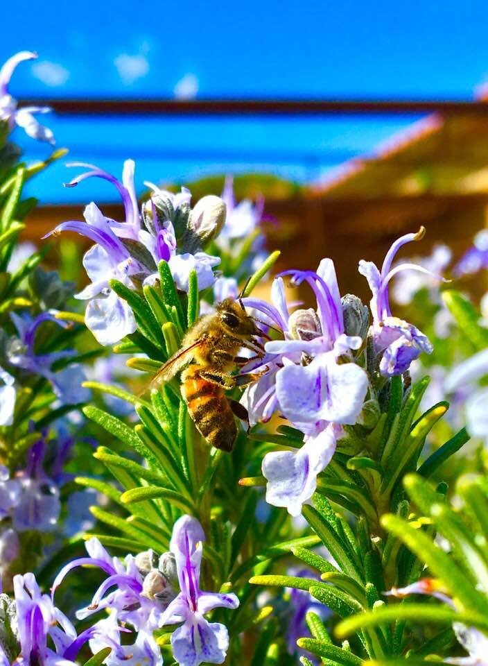 опыление  розмарина