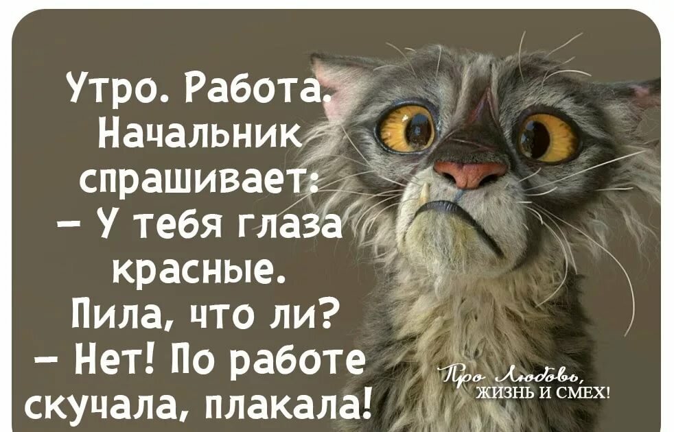 Начальник с неприязнью поподкалывал с утра,к обеду сам накосячил по работе и сменил тон.