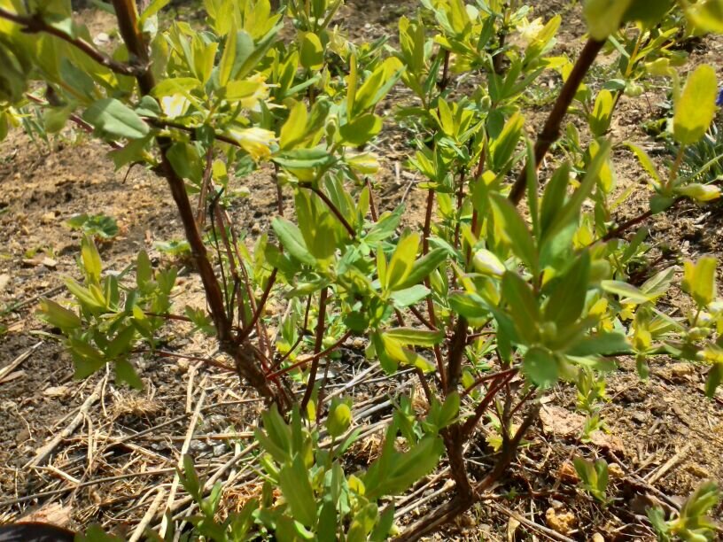 Молодой кустик жимолости Ассоль