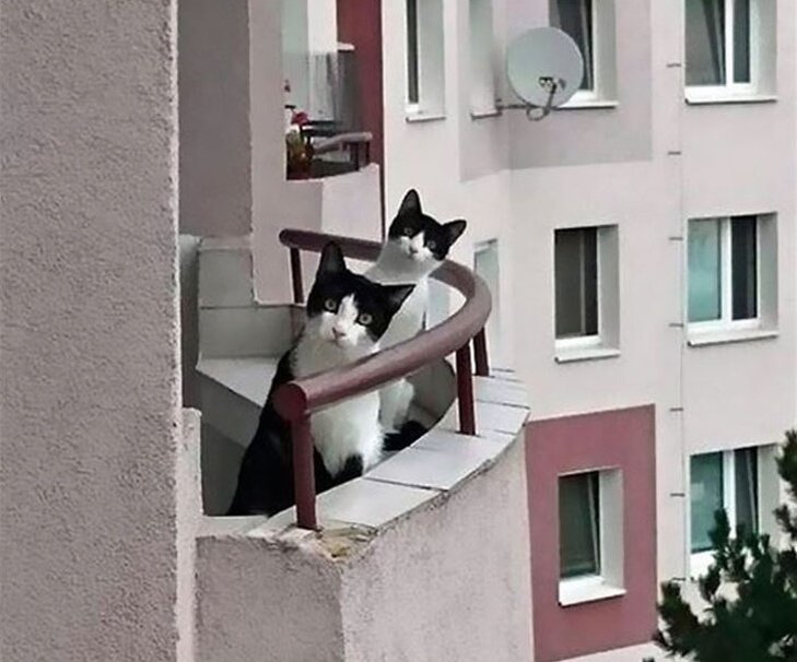 Кот и его сосед. Кот и его сосед. Кот и его сосед. Привет смешной кот. Кот на перилах.