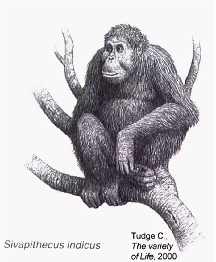 Реконструкция внешнего вида сивапитека