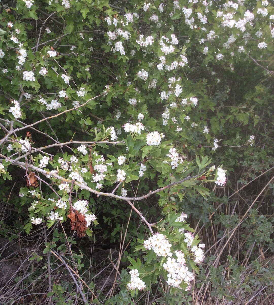 На запах цветущей спиреи летят пчёлы и шмели! Воздух буквально гудит вовкруг куста