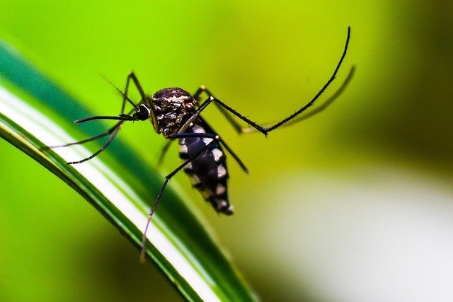 Комары-переносчики Денге - редкие мерзавцы, которые помимо подлого укуса еще сбивают тебя с ног на целую неделю (в лучшем случае).