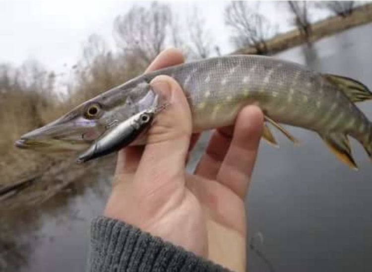 Маленькая щука