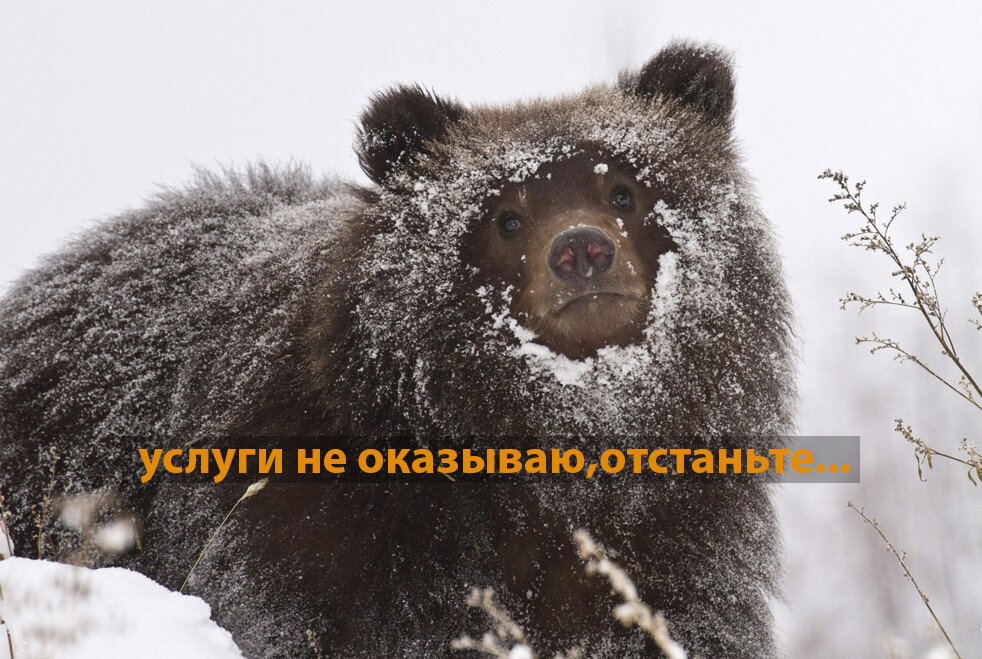 Автор мастерски владеет фотошопом иногда))
