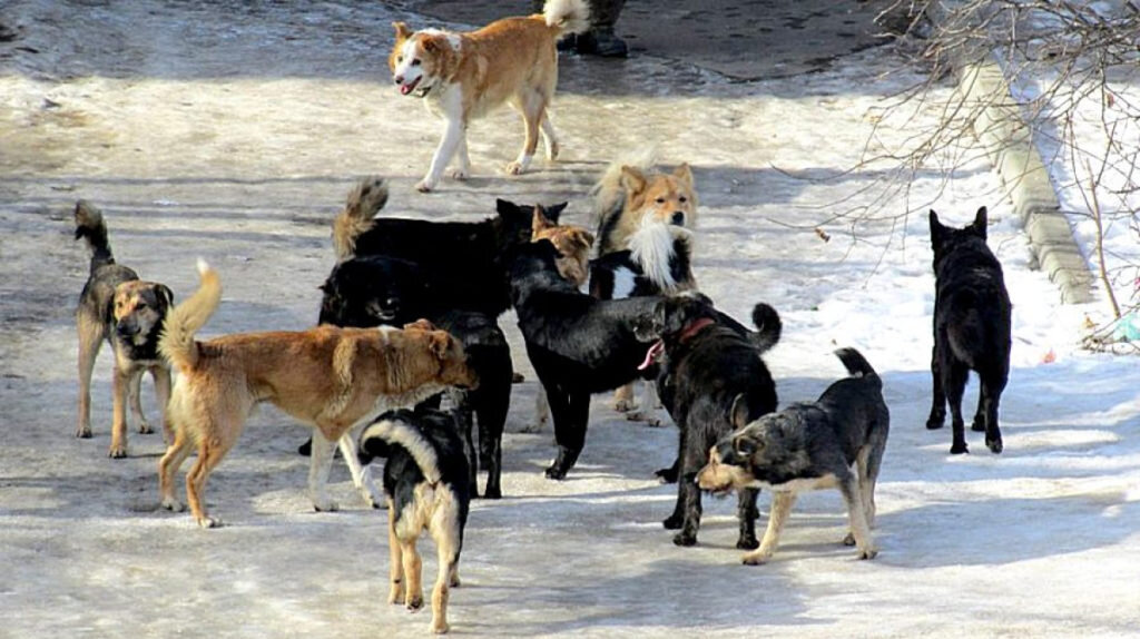 собаки, фото из интернета