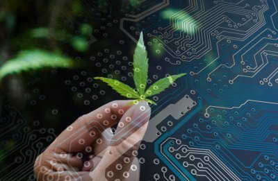 Топ-3 технологических новинок для потребителей конопли