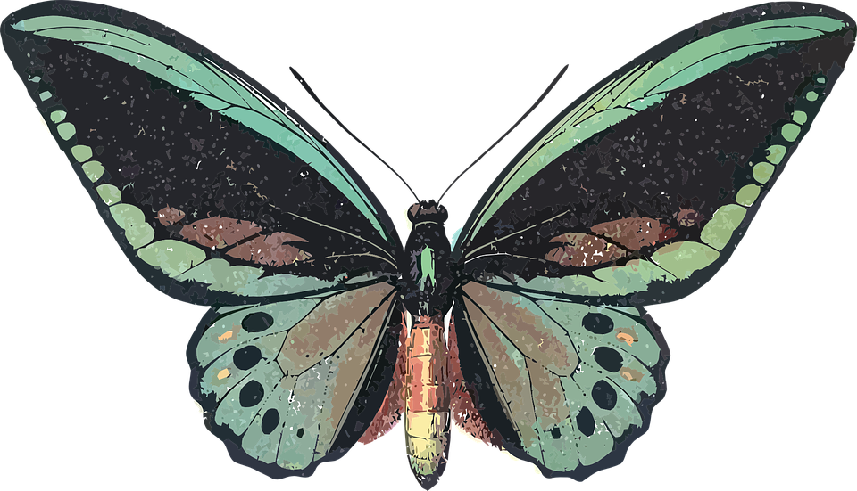https://pixabay.com/vectors/animal-butterfly-insect-nature-159935/