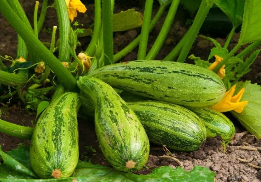 Кабачки выращивание и уход. Кабачки цуккини Куанд. Кабачок-цуккини Черномор. Кабачок Хелена. Кабачок цуккини растение