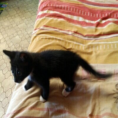 Кошечка балуется