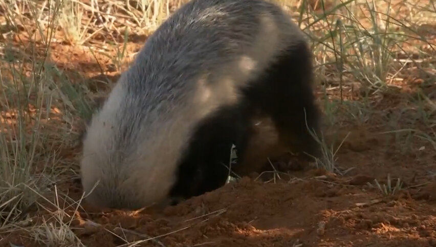 Медоед любит рыть норы.