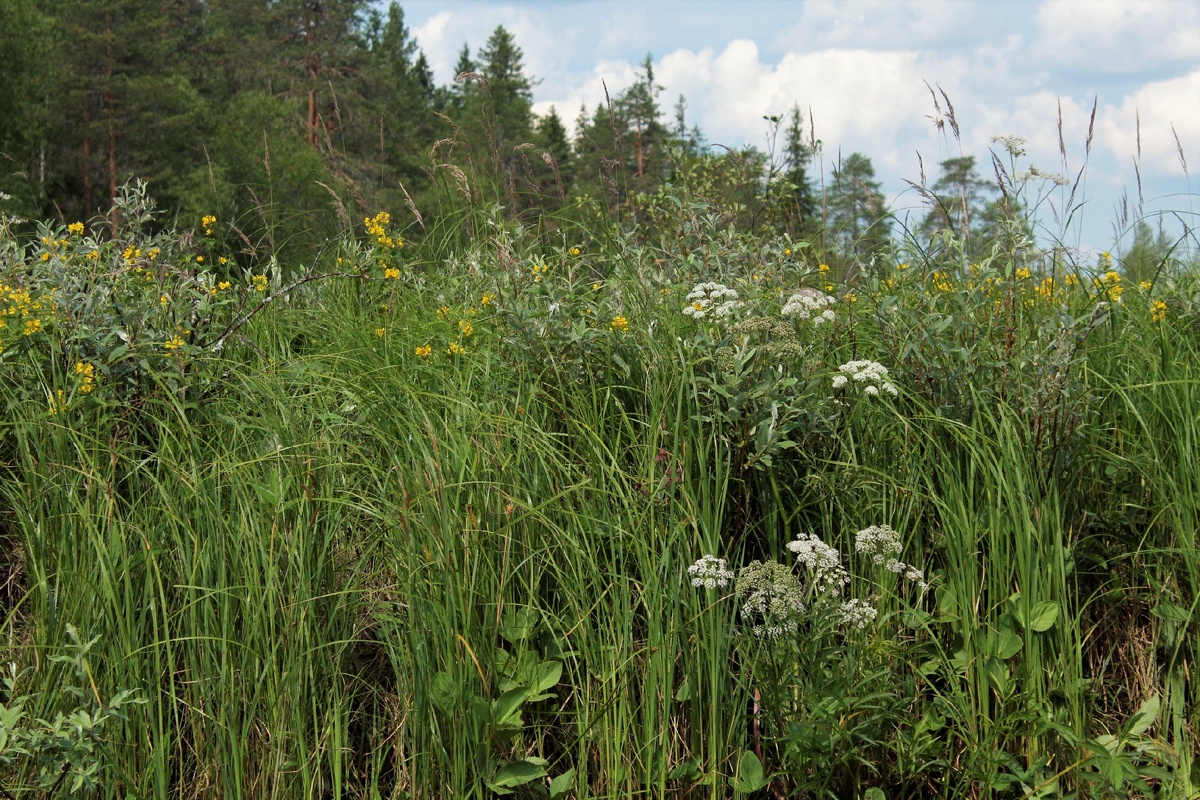 Рис. 1. Живописные травянистые заросли на берегу карельского озера. Снимок из личного фотоархива