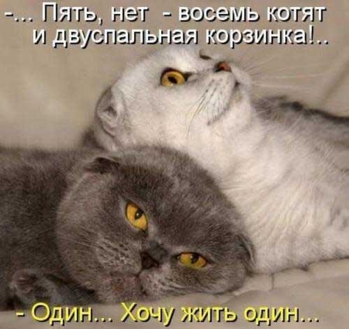 Фото взято из открытого источника