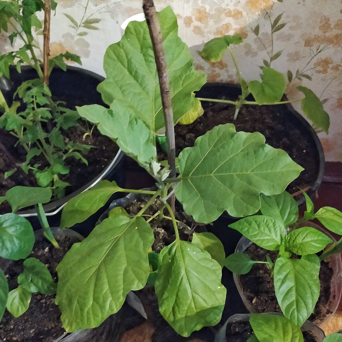 Красавец баклажан!