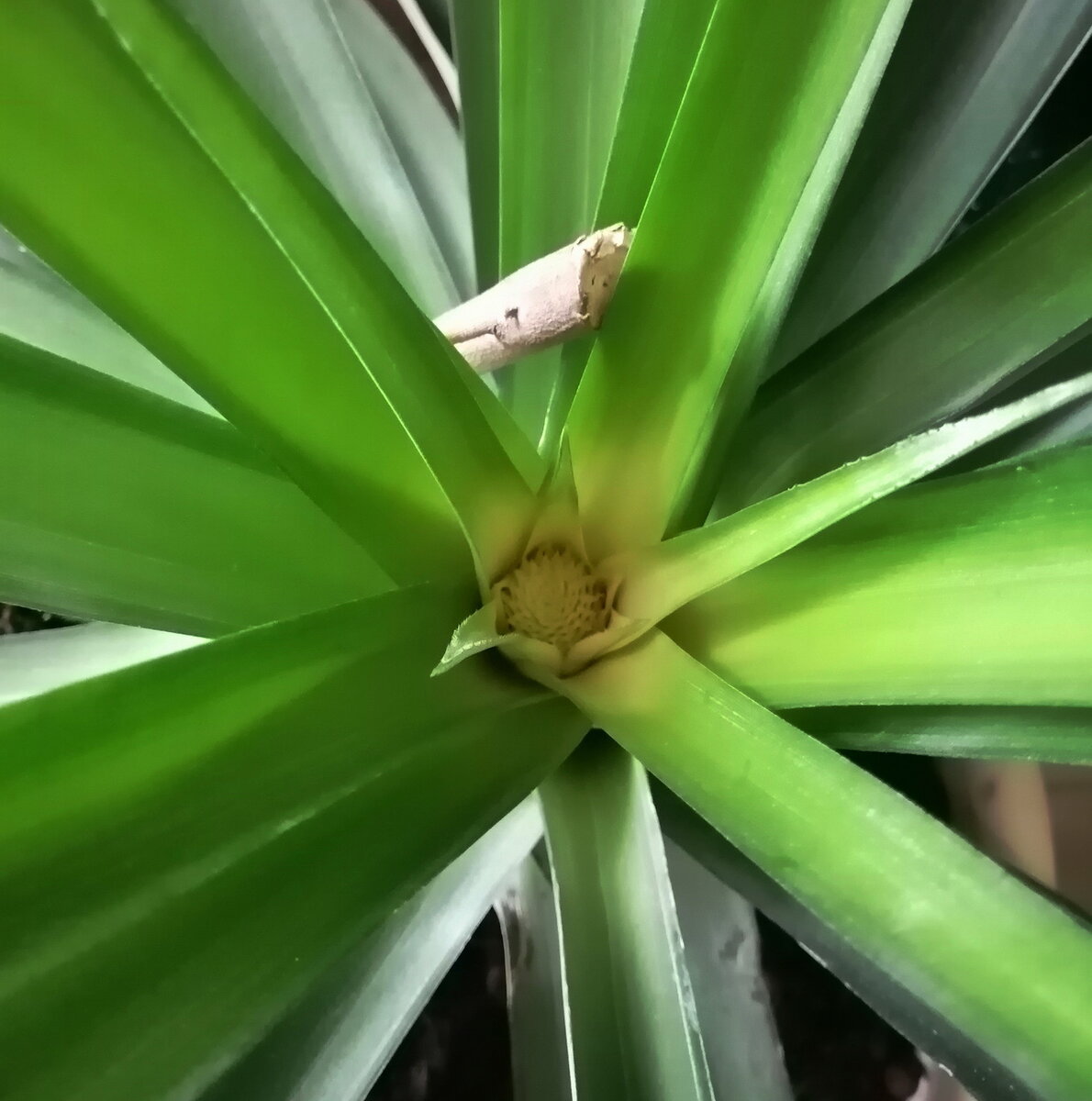 Фото автора. Ананас с будущим ананасиком. )