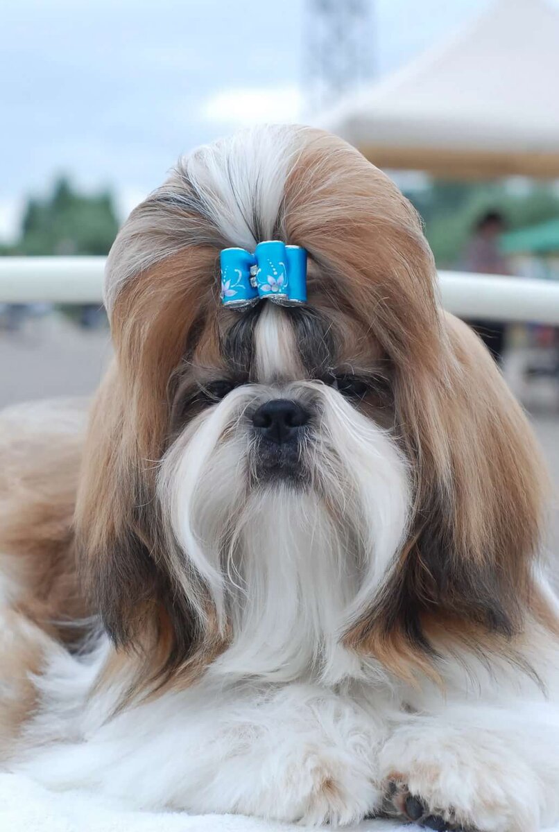 Фото из свободных источников 