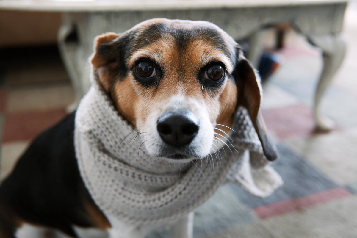 Кашель у собак: причины, симптомы и лечение в домашних условиях | Домашние  животные - самое важное | Дзен