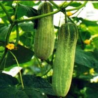 Лучшие сорта огурцов