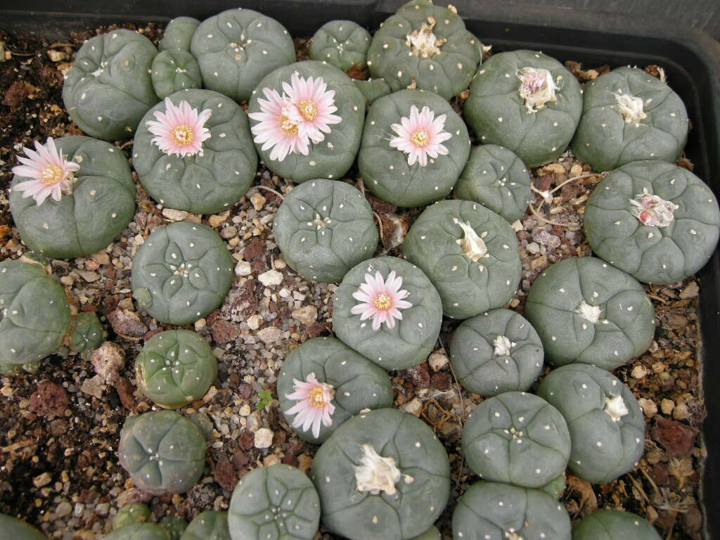 Кактус, содержащий мескалин (Lophophora williamsii), а также другие виды кактуса с такими же свойствами