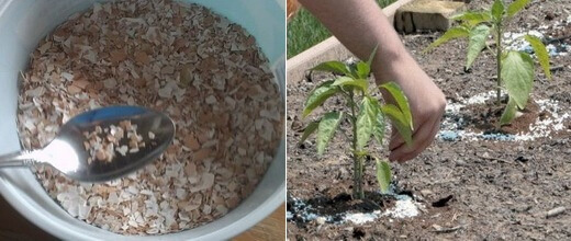 Источник amandine.ru