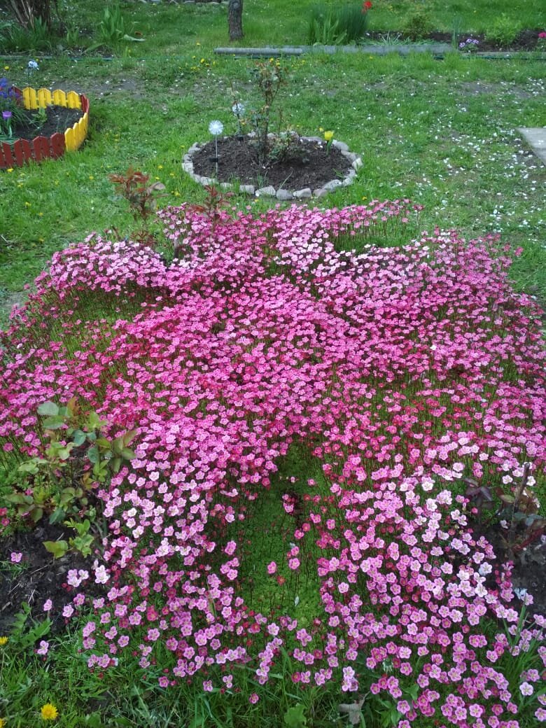 Мои любимые цветы на огороде