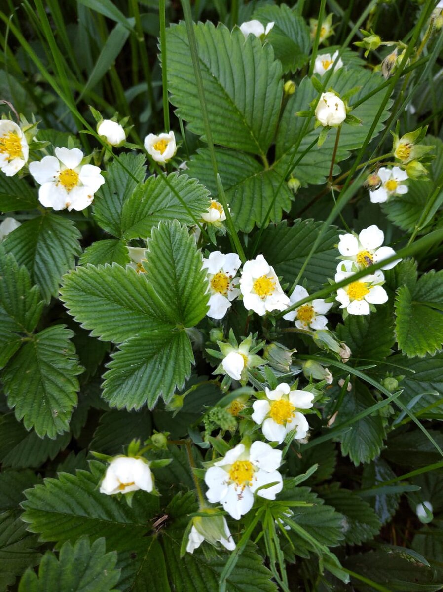  У древних римлян тоже была романтичная история появления клубники: принявшие форму сердца первые ягоды клубники появились на земле из слез богини Венеры, оплакивающей своего любовника Адониса