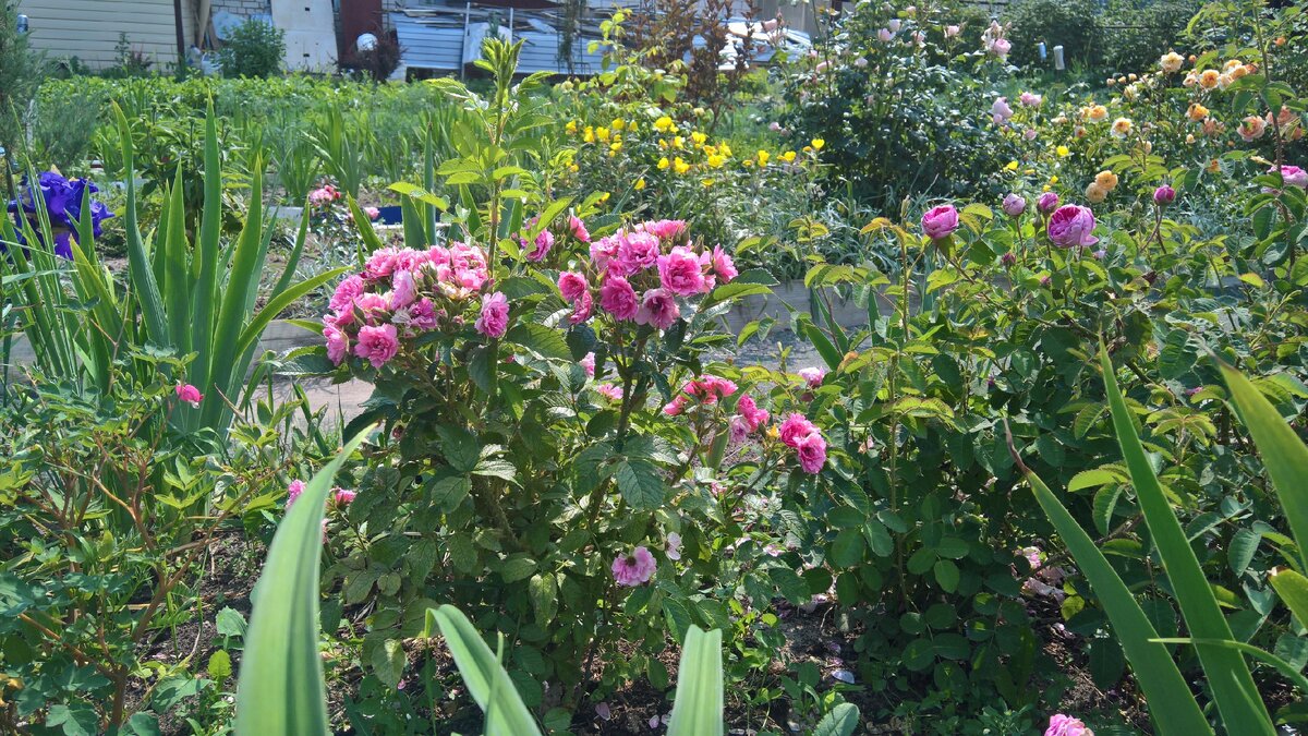 Pink  Grootendorst
