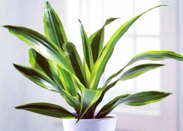 Драцена душистая