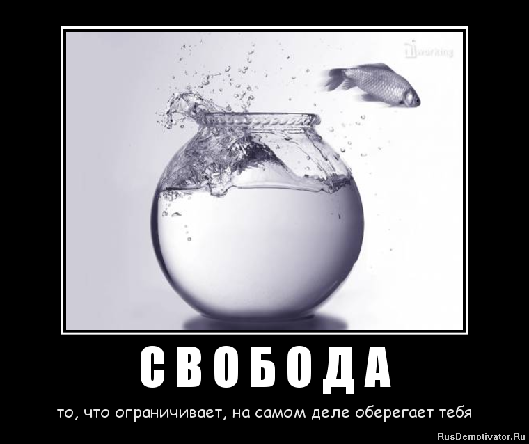 Фраза быть свободным. Свобода демотиваторы. Прикольные фразы про свободу. Смешные цитаты про свободу. Смешные фразы про свободу.