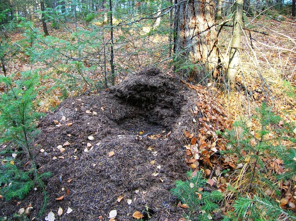 Медвежье муравьище